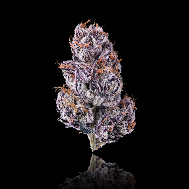 New Money Flower Eighth PP MVN Productions