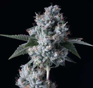 Kosher Kush sofresh farms