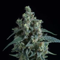 Critical Cure sofresh farms