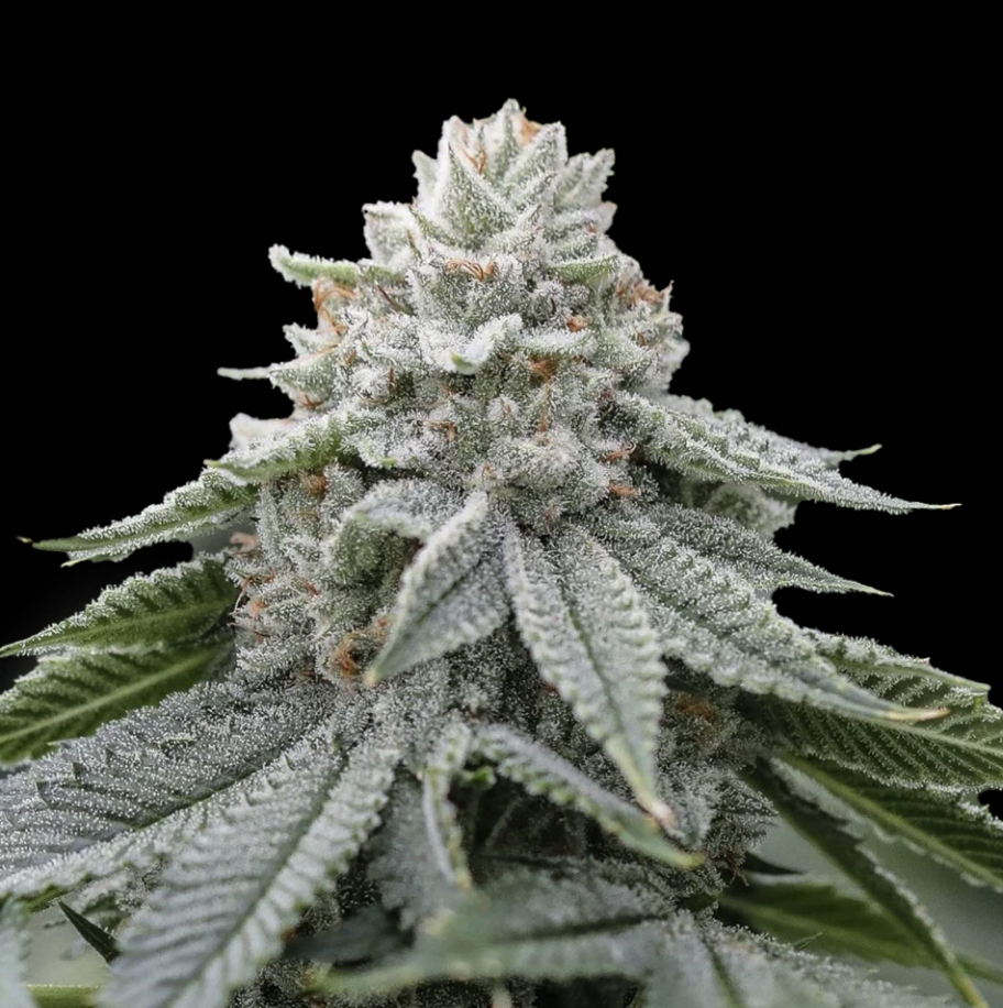 Garlic Berry THCV