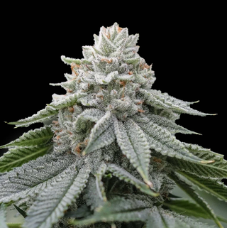 Garlic Berry Treefrog Farms