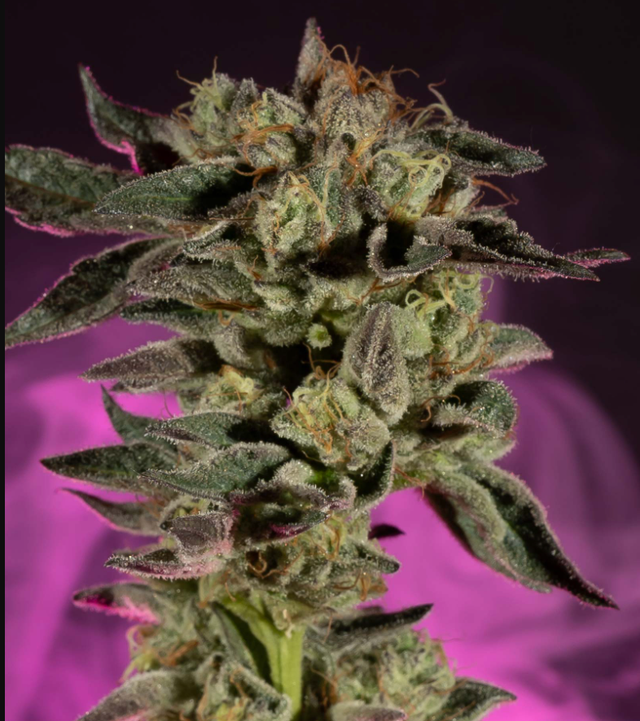 Purple Milk sofresh farms