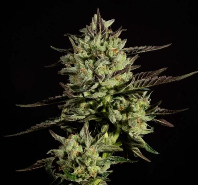 Jungle Juice sofresh farms