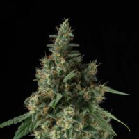 Black Betty sofresh farms