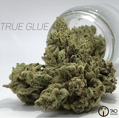 True Glue Tao Gardens