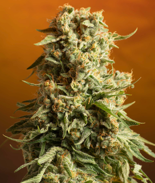 White Haze sofresh farms