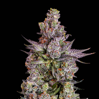 Zazhimi sofresh farms