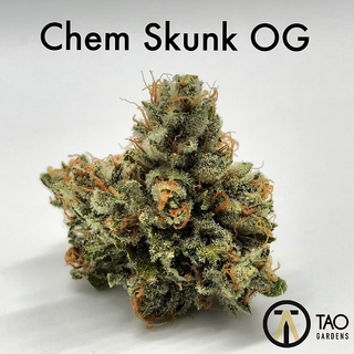 Chem Skunk OG Air-tight Jar Tao Gardens