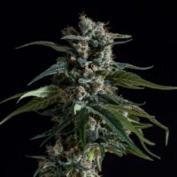 Harley Tsu sofresh farms