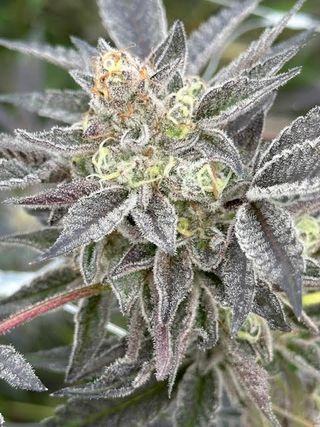 Kush Crasher sofresh farms