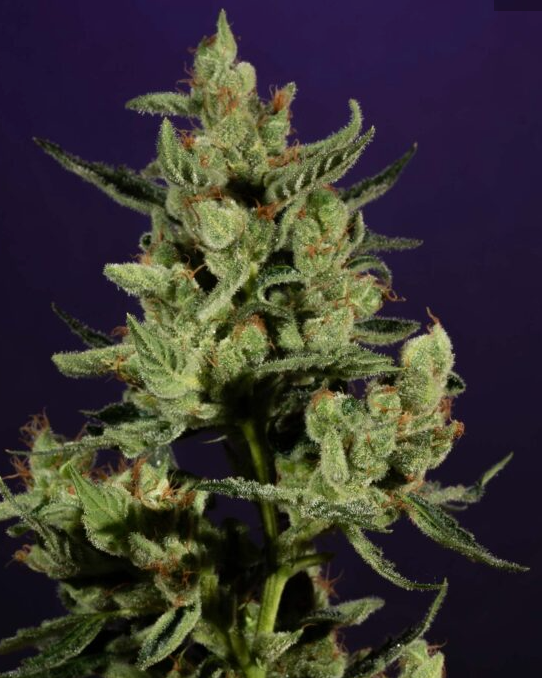 Orange Dogwalker sofresh farms