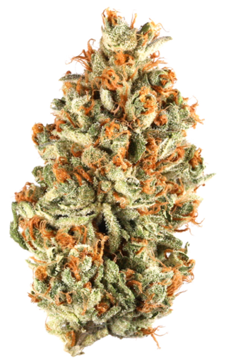 Red Delicious Higher Cultures