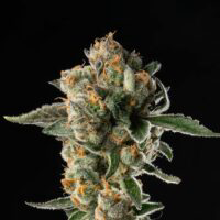 Cream Filling sofresh farms