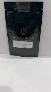 Fog Dog Atlas Seeds