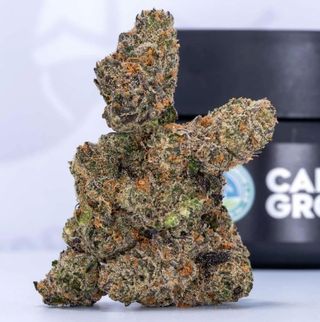 Blue Andeze  Cape Cod Grow Lab