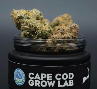Cape White Shark Cape Cod Grow Lab