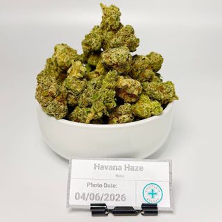 Havana Haze Nobo