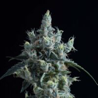 Bruce Banner | sofresh Farms Bulk sofresh farms