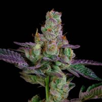 GMO sofresh farms