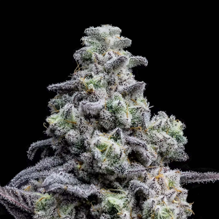 Cap Junky sofresh farms