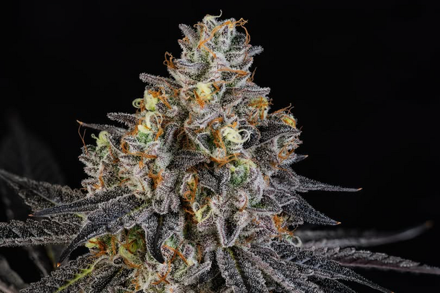 Peanut Butter Breath Focus North