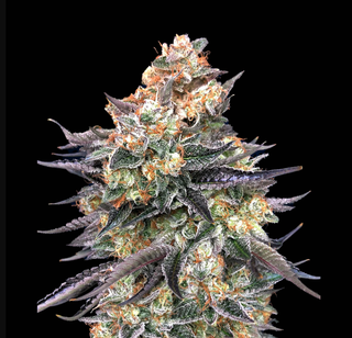 Blue Dream  sofresh farms