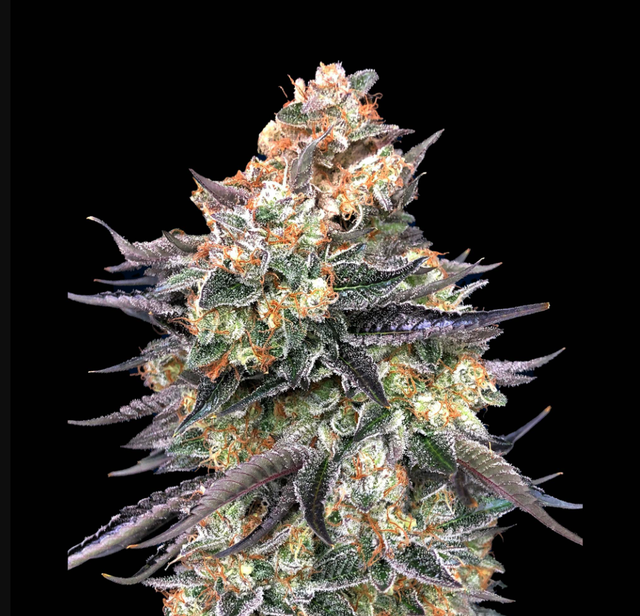 Blue Dream  sofresh farms