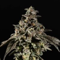 Gush Mints  sofresh farms