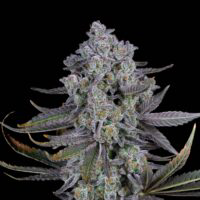 Punch Breath sofresh farms