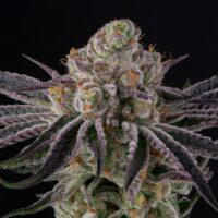 Wedding Cake sofresh farms