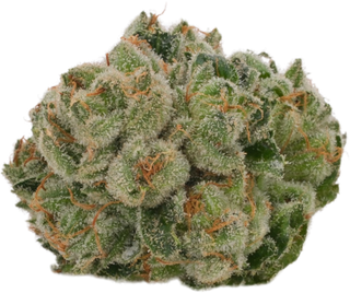 Star Killer Blossom Flower