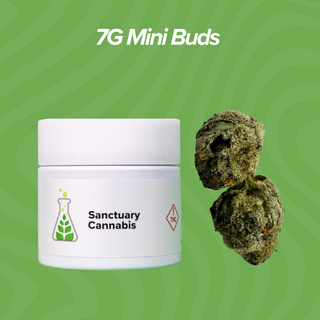 Froot Cocktail Sanctuary Cannabis