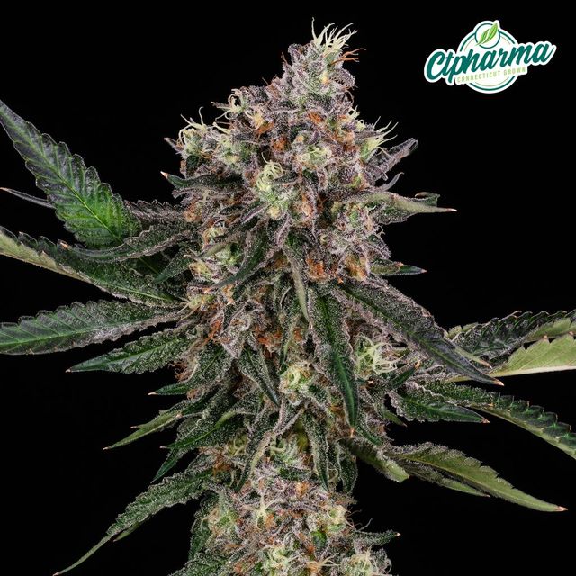 Strawberry Pave CTPharma