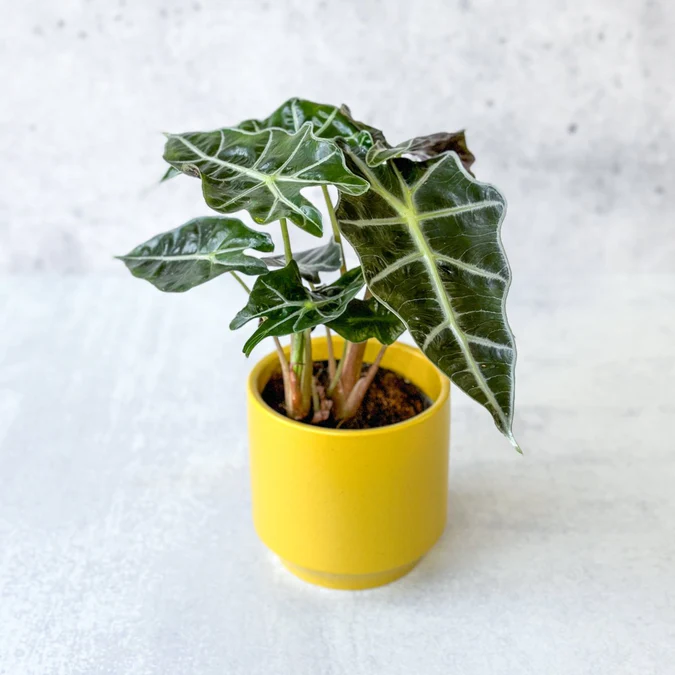 Alocasia Amazonica 'Polly' – African Mask Plant Eds Plant Shop