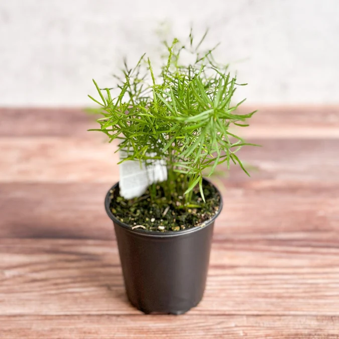  Asparagus plumosa - Asparagus Fern Eds Plant Shop