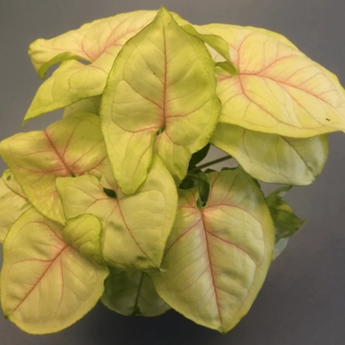 Syngonium ‘Chiffon Allusion’  Eds Plant Shop