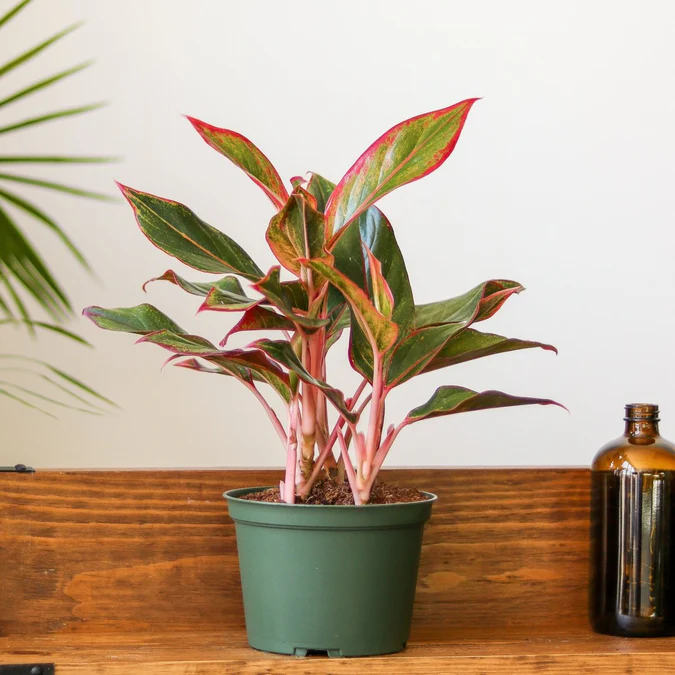 Aglaonema 'Siam Aurora Red' Chinese Evergreen Eds Plant Shop
