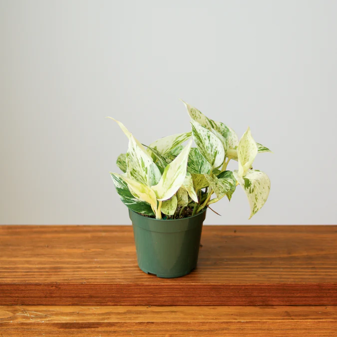 Epipremnum Aureum - ‘Snow Queen’ Pothos Eds Plant Shop