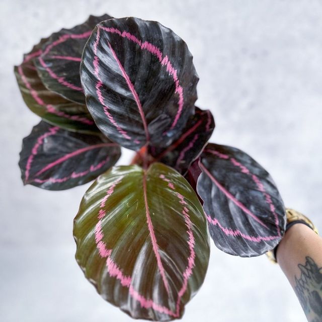 Calathea Roseopicta 'Dottie' - Drama Queen Eds Plant Shop