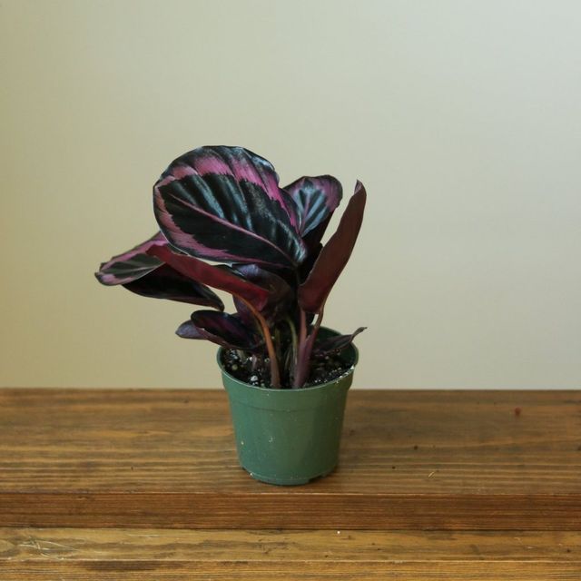 Calathea Roseopicta 'Dottie' - Drama Queen Eds Plant Shop