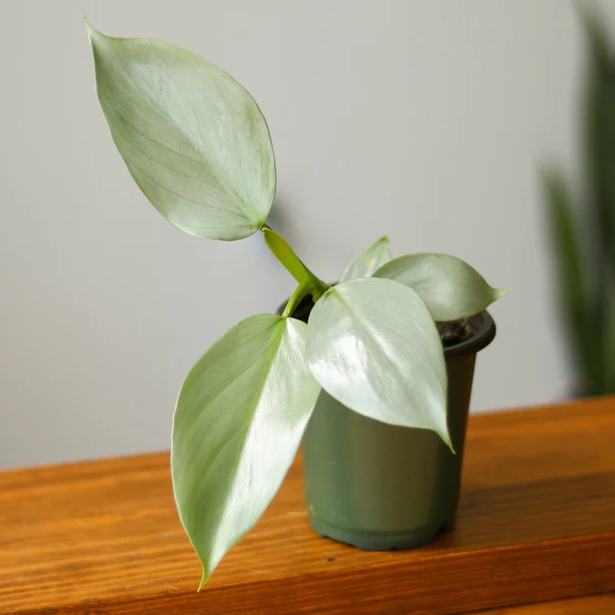 Philodendron Hastatum ‘Silver Sword’ – Frosty Aroid with Lance-Shaped Leave Eds Plant Shop