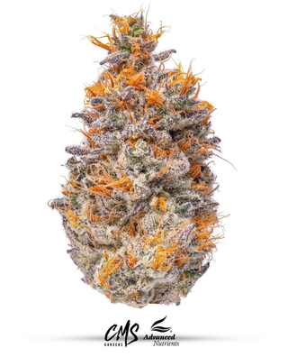 Welcome to Nova Farms Attleboro - buy cannabis online | Attleboro