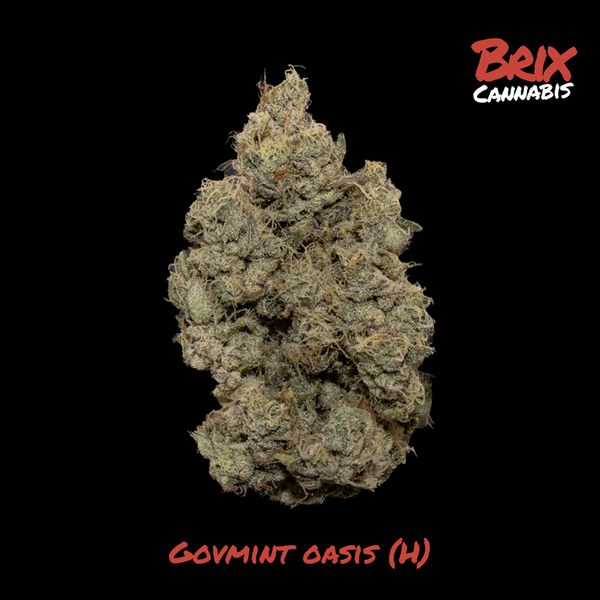 Govmint Oasis Brix Cannabis