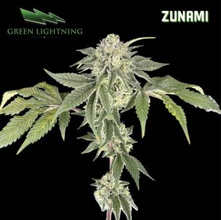 Zunami Green Lightning