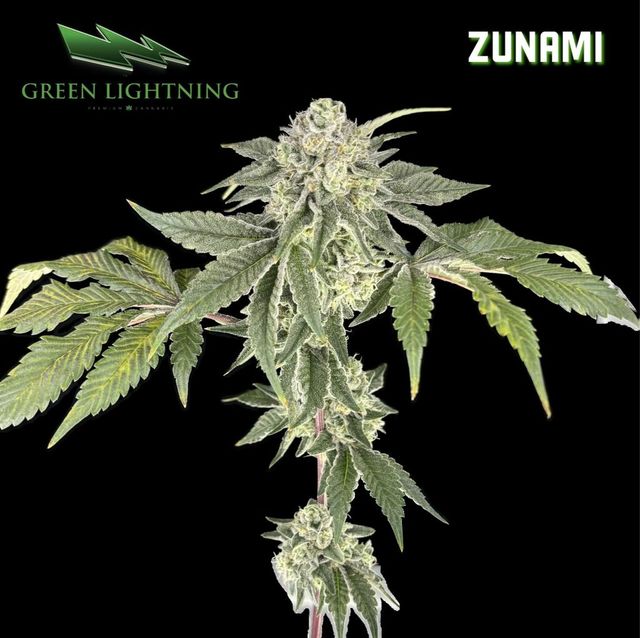 Zunami Green Lightning