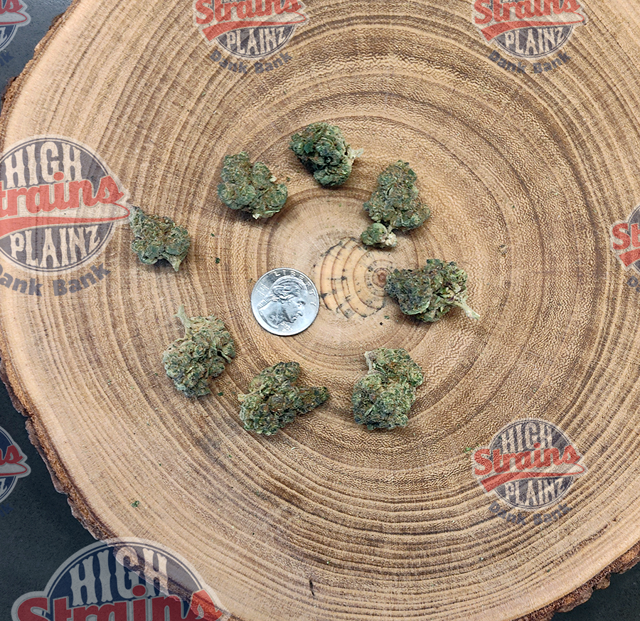 High Plainz Highest Shelf Military Chocolate Bulk