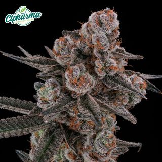 Glitter Bomb CTPharma