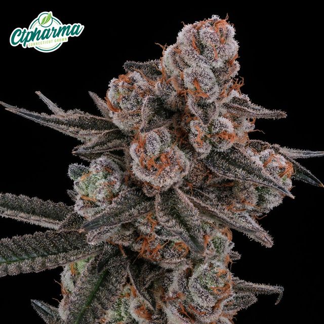 Glitter Bomb CTPharma