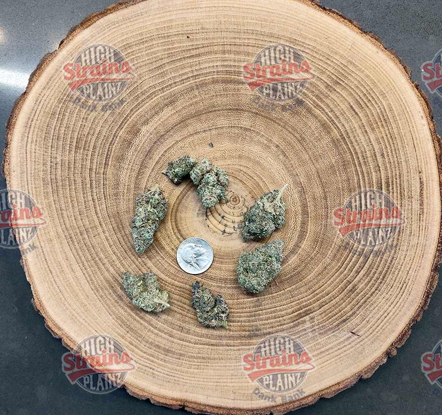 High Plainz Higher Shelf Grimm Truffle Bulk
