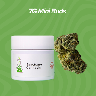 Terpy Slurpee Sanctuary Cannabis